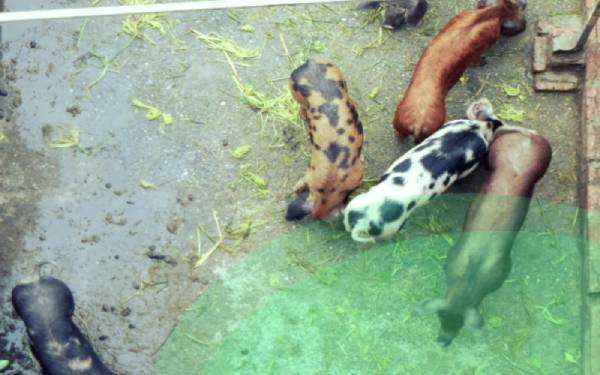 Which Pig farming operation should i start?