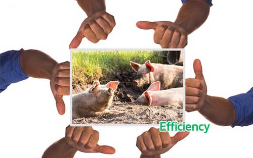 Pig Farm efficiency