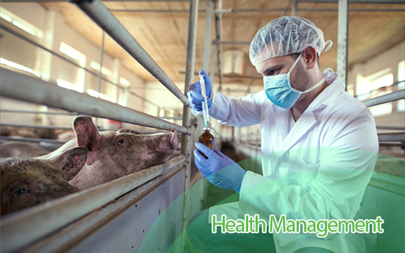 Best Guide for Effective Piggery Health Management