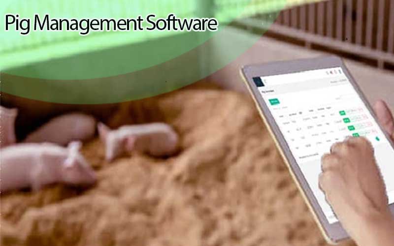 Main image in Best Guide in Selecting a Pig Management Software