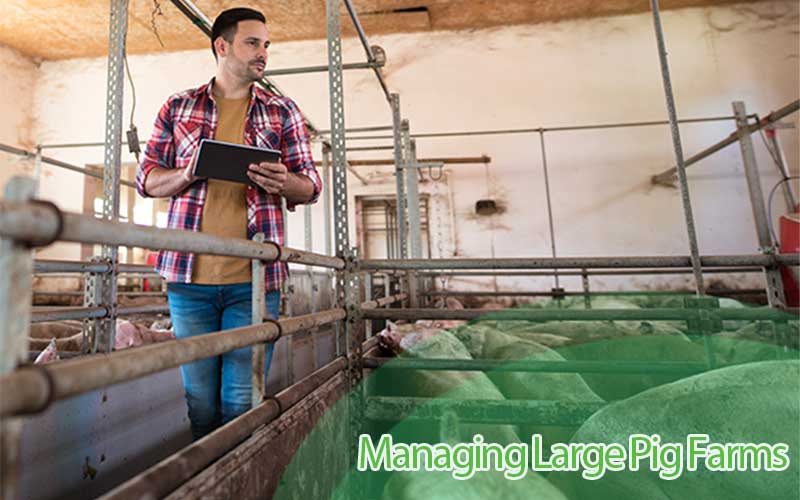 Expert Guide to Managing Large Pig Farms